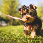 guide to lawn treatment