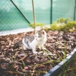 landscaping your lawn