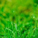 Tips for choosing feed for your lawn