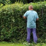 Hedge Trimming in Selsey