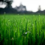 Achieving a Lush Lawn in Littlehampton