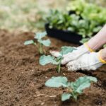 How LawnCare Chichester Ensures a Weed-Free Lawn in Littlehampton