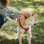 How to Achieve the Perfect Lawn in Selsey