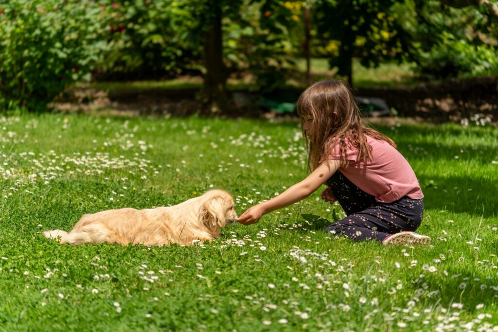 Achieving a Weed-Free Lawn in Emsworth