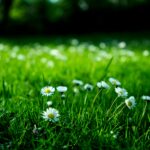 Maintaining a Green Lawn in Havant Tips and Tricks