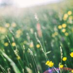 Expert Lawncare Solutions for Havant Homeowners