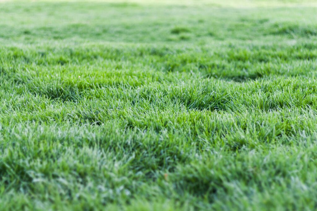 How to Choose the Right Lawncare Service in Havant