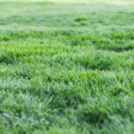 How to Choose the Right Lawncare Service in Havant