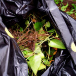 How Professional Lawn Care Saves You Time & Enhances Your Garden