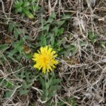 Heatwave Lawn Care How to Prevent Grass from Drying Out & Dying