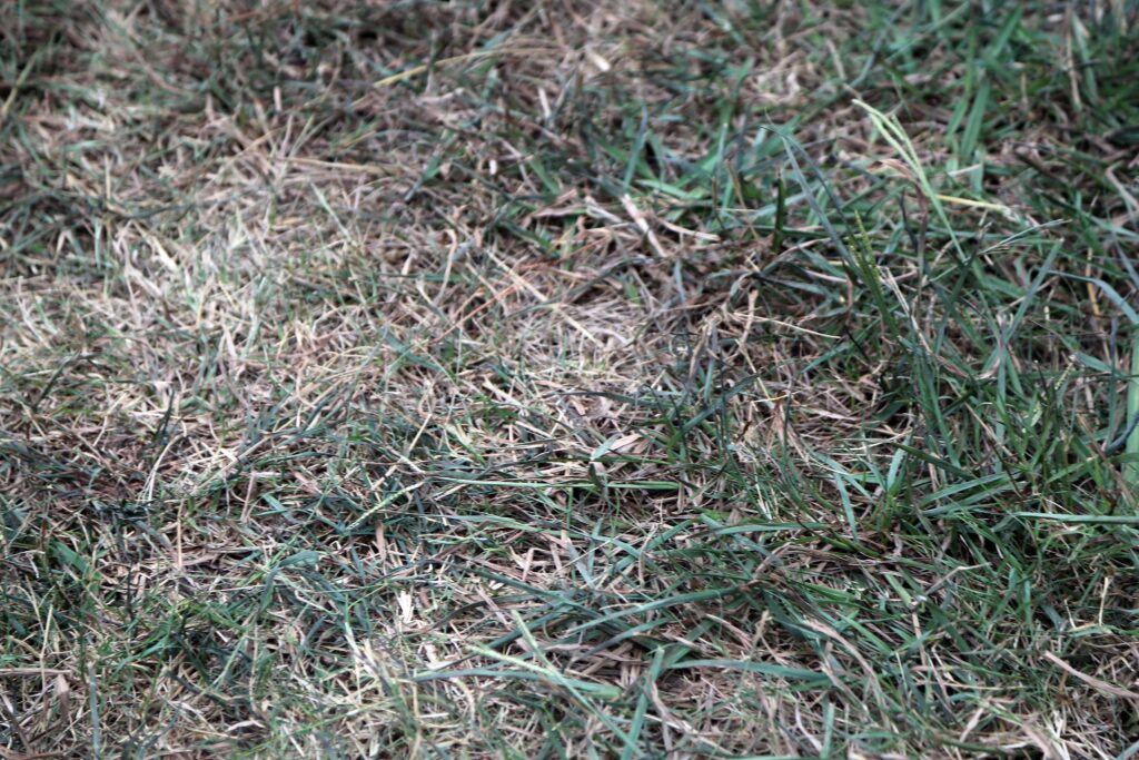 How Lawn Treatment Services Can Revive a Tired, Patchy Lawn