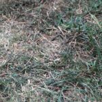 How Lawn Treatment Services Can Revive a Tired, Patchy Lawn