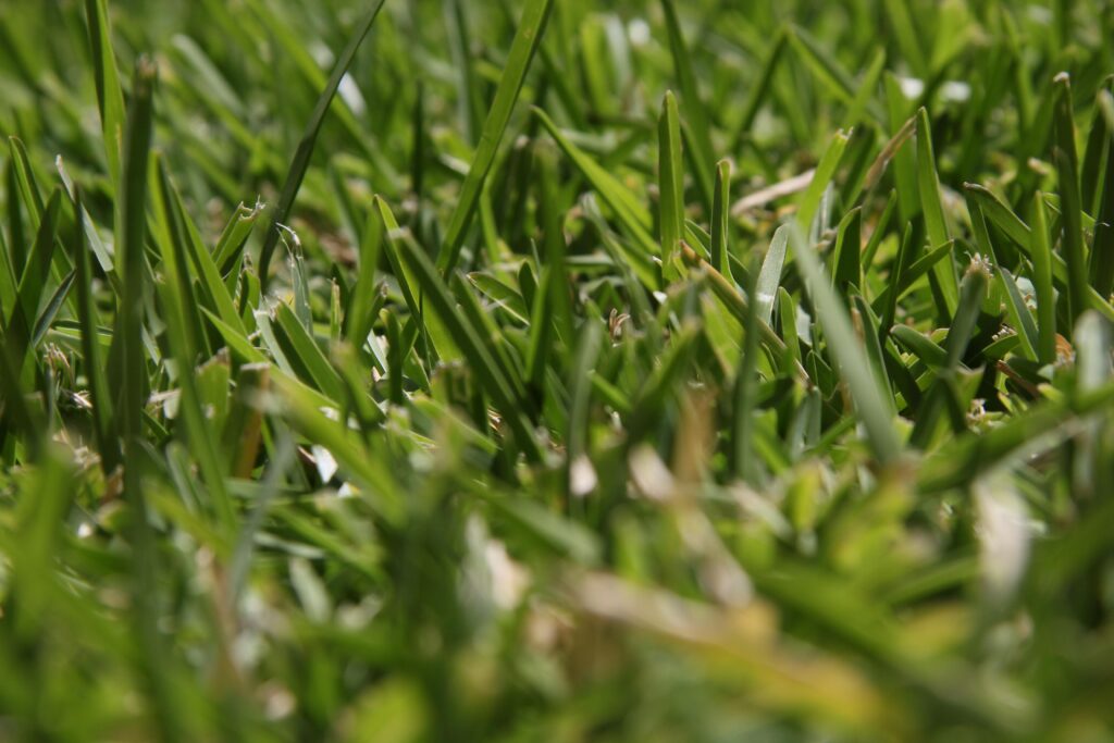 How a Well-Maintained Lawn Enhances Your Garden’s Overall Appeal