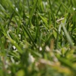How a Well-Maintained Lawn Enhances Your Garden’s Overall Appeal