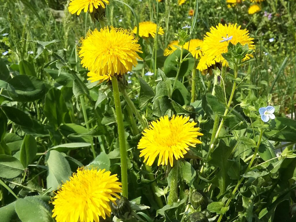 How to Get Rid of Moss & Weeds in Your Lawn for Good