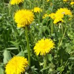 How to Get Rid of Moss & Weeds in Your Lawn for Good