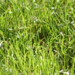 How to Prepare Your Lawn for Spring A Lawn Care Expert’s Guide
