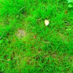 How to Repair Bare Patches in Your Lawn & Restore Healthy Growth