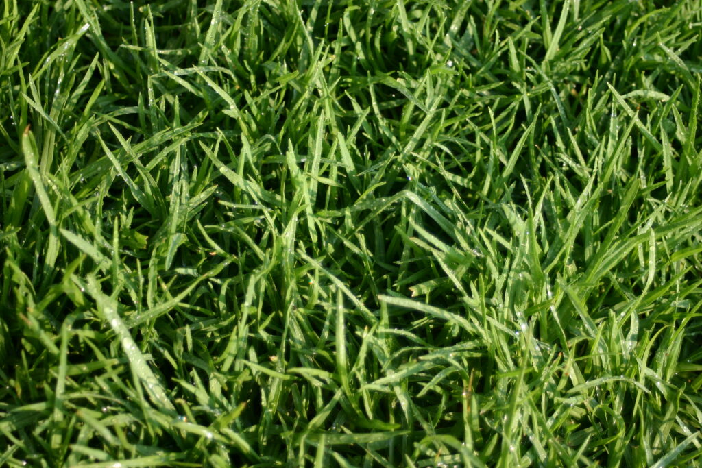 Lawn Scarification & Aeration The Secret to a Lush, Disease-Free Lawn