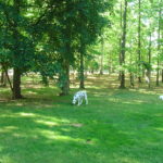 Pet-Friendly Lawn Care Keeping Your Grass Safe for Dogs & Cats