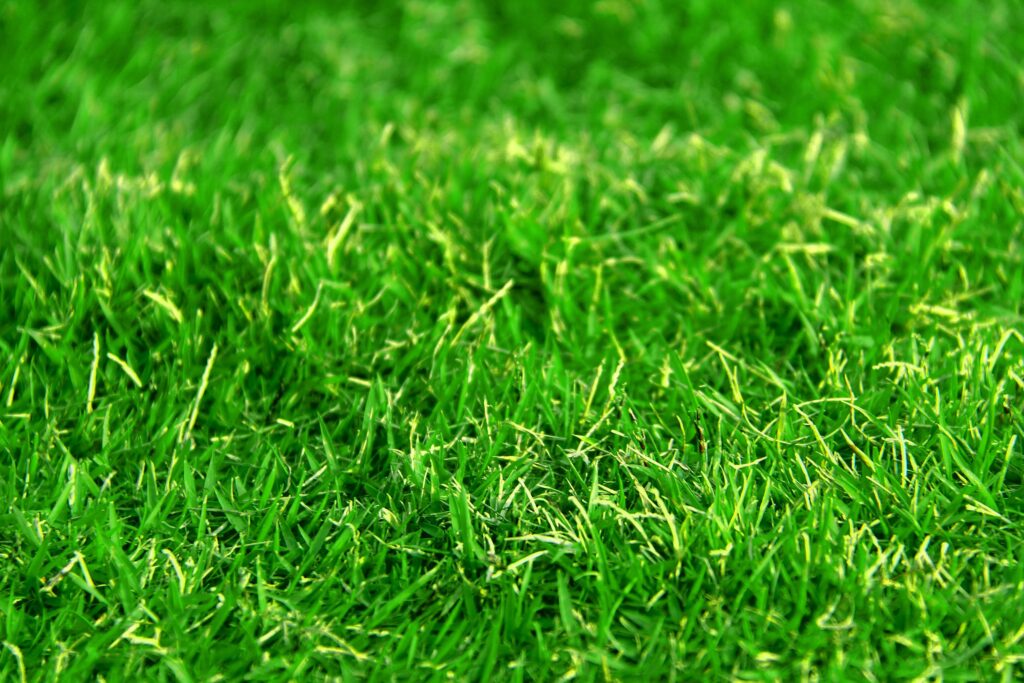 The Environmental Benefits of Healthy, Well-Cared-For Grass