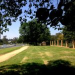 Top Reasons Your Lawn Is Dying & How Professional Lawn Care Can Help