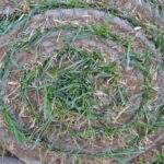 Turf vs Natural Grass Which Is Best for Your Chichester Garden