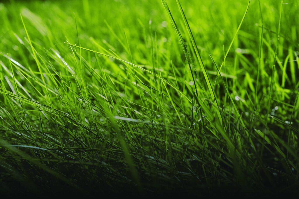 West Sussex Lawn Care Experts Keeping Gardens Green & Healthy in Arundel