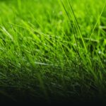 West Sussex Lawn Care Experts Keeping Gardens Green & Healthy in Arundel