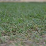 Why Is My Lawn Turning Yellow Common Causes & Fixes