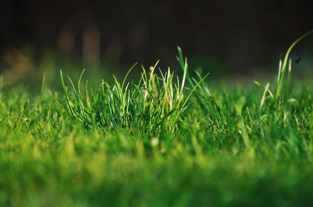 Winter Lawn Care in Chichester Essential Tips to Protect Your Grass