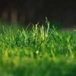 Winter Lawn Care in Chichester Essential Tips to Protect Your Grass