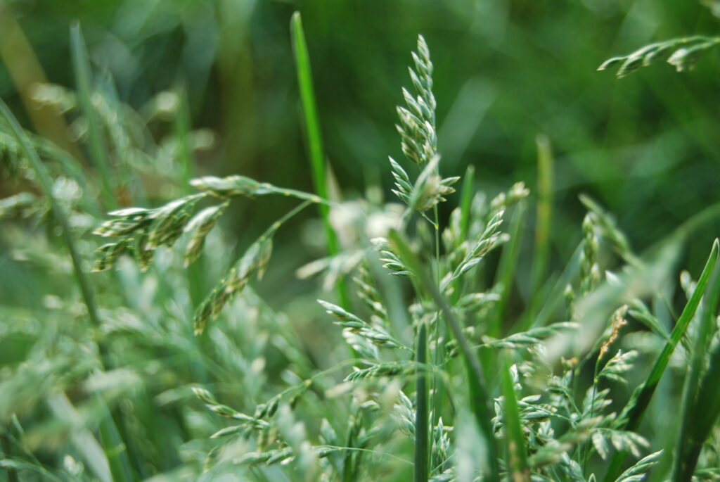 10 Common Lawn Problems (and How to Fix Them Fast) – Chichester, Arundel & Emsworth Lawn Guide