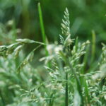 10 Common Lawn Problems (and How to Fix Them Fast) – Chichester, Arundel & Emsworth Lawn Guide