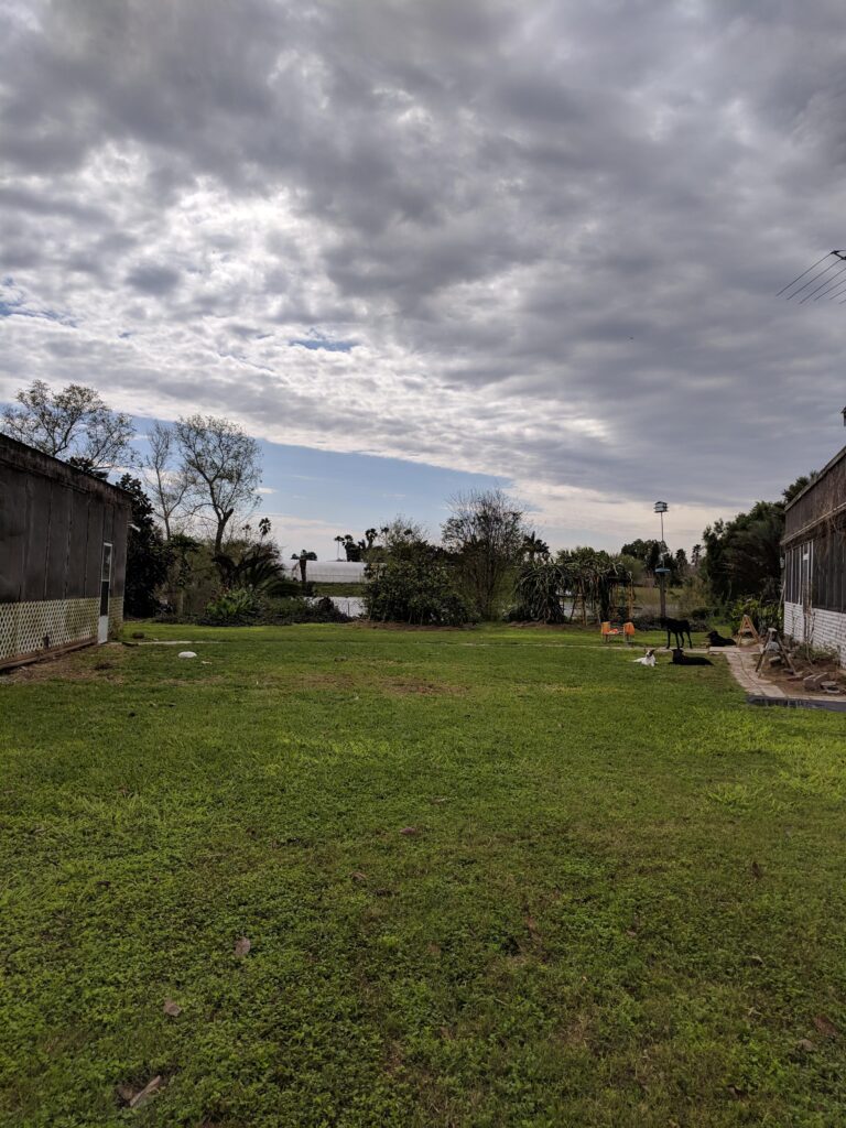 How to Bring a Dead Lawn Back to Life Expert Tips That Actually Work (Chichester, Arundel & Emsworth)