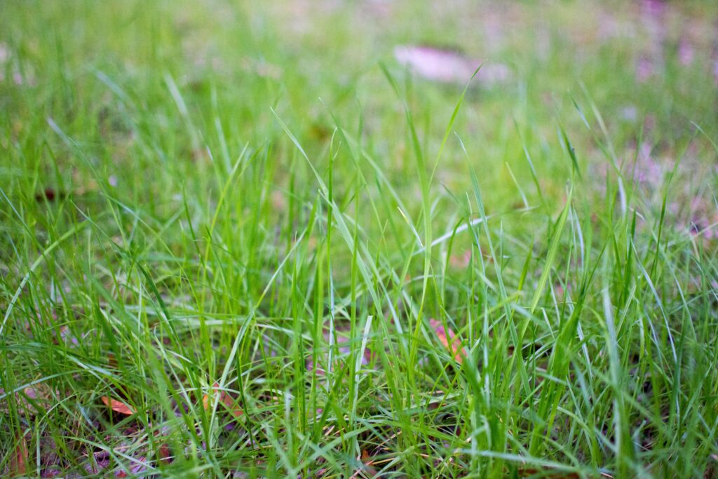 Is Professional Lawn Care Worth It The Real Benefits vs DIY – Chichester & Surrounding Areas