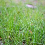 Is Professional Lawn Care Worth It The Real Benefits vs DIY – Chichester & Surrounding Areas