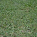 Lawn Care Calendar What to Do Each Month for a Perfect Lawn in West Sussex