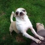 Pet-Friendly Lawn Care How to Keep Your Garden Safe & Green in West Sussex