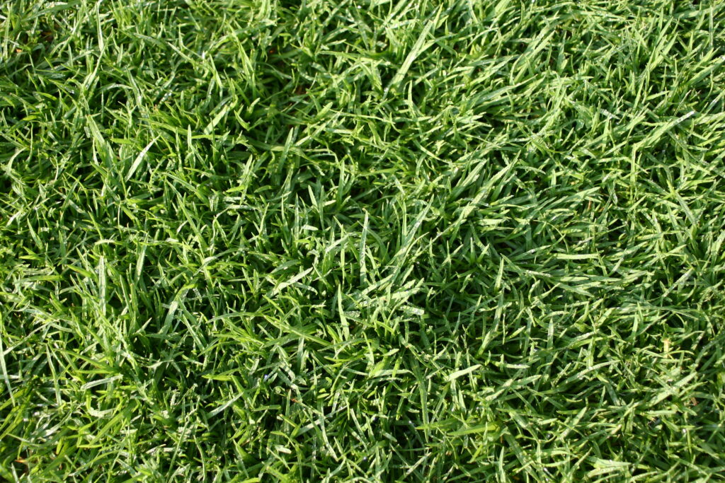 The Ultimate Guide to Weed-Free Lawns Prevention & Removal in West Sussex