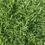 What Are the Signs of a Healthy Lawn How to Know If Your Lawn Is Thriving