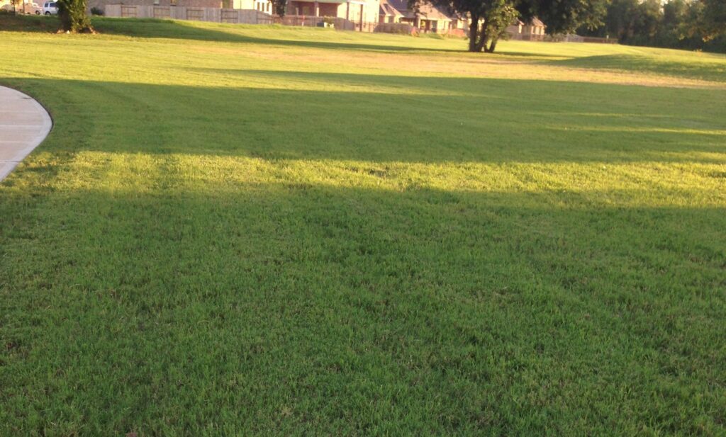 What to Expect from Your First Professional Lawn Treatment – West Sussex Guide