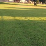 What to Expect from Your First Professional Lawn Treatment – West Sussex Guide