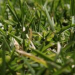 What’s the Best Lawn Treatment Plan for My Garden in Chichester, Arundel, Emsworth