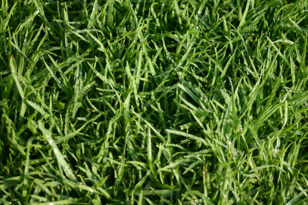 5 Signs Your Chichester Lawn Needs Professional Care