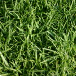 5 Signs Your Chichester Lawn Needs Professional Care