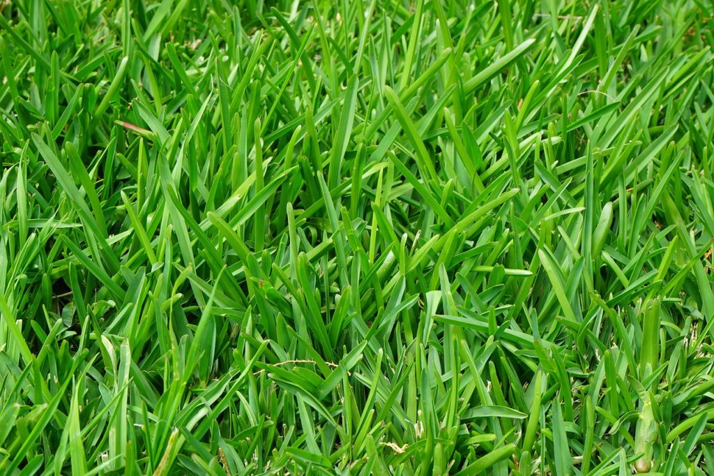 Common Lawn Care Myths Debunked West Sussex Edition