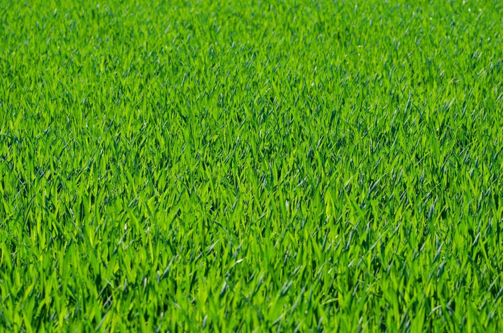 Dealing with Lawn Pests in West Sussex Leatherjackets, Chafer Grubs & More