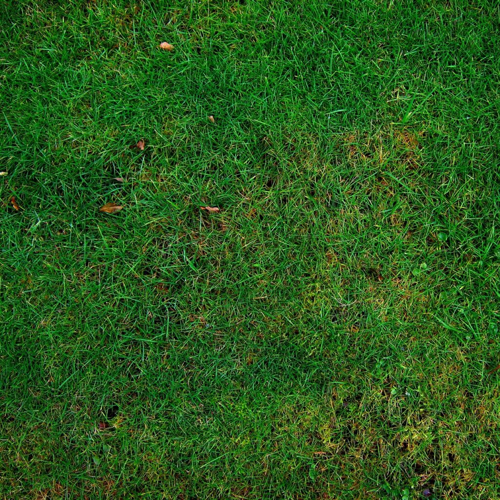 How Lawn Scarification Transforms Tired Grass in Just One Treatment