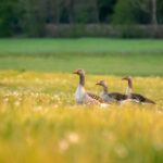 How LawnCare Chichester Supports Eco-Friendly Gardening in West Sussex